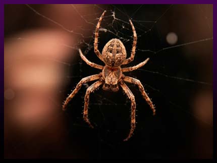 Spider Magic Spider Magic