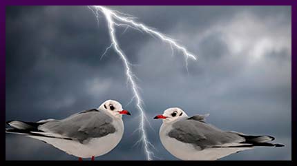 Magic bird Magic bird